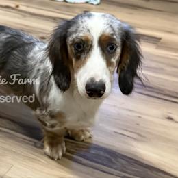Beethoven - Dachshund