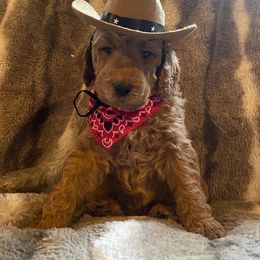 DOLLY - Apricot Poodle puppy in Thornton, Colorado from Shandy Poodle