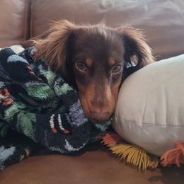 Peanut - Dachshund