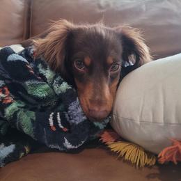 Peanut - Dachshund