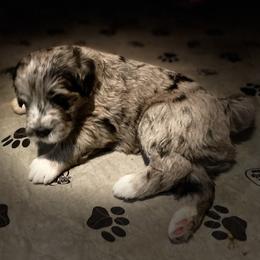 Bernedoodle, Cockapoo, and Goldendoodle Puppies from Avery Doodle Day LLC
