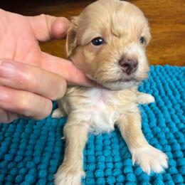 Maverick - Apricot male Maltipoo puppy in Lawrenceburg, Tennessee from LUV Poodles and Maltipoos
