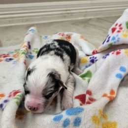 Girl 2 - Blue merle female Australian Shepherd puppy in Magnolia, Texas from Oasam Aussies