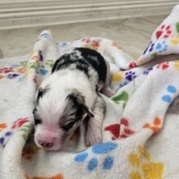 Girl 2 - Blue merle female Australian Shepherd puppy in Magnolia, Texas from Oasam Aussies