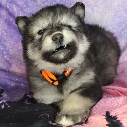 Sylva - Orange - Agouti and white female Alaskan Malamute puppy in Independence, Virginia from New River Valley Malamutes