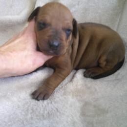 Simba - Rd whtn blk nose male Rhodesian Ridgeback puppy in Carney, Oklahoma from River Run Parson Russell terriers & River Run Ridgebacks