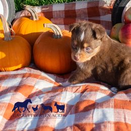 Miniature Australian Shepherds and Toy Australian Shepherds from Garretts Green Acres
