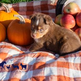 Miniature Australian Shepherds and Toy Australian Shepherds from Garretts Green Acres
