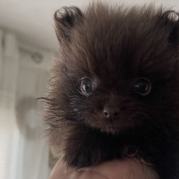 Teddy - Chocolate Pomeranian puppy in Denver, Colorado from Melrey's paws