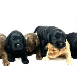 Australian Labradoodle Puppies from Starlight Ridge Australian Labradoodles