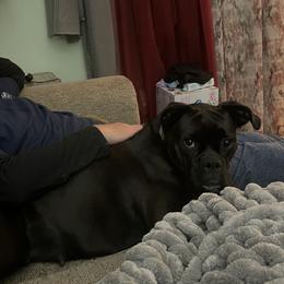 Boxer Puppies from Jarrells AKC Boxers of NC