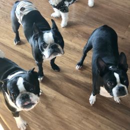 Boston Terriers from Best Friend Bostons