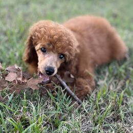 Lucy - Red  female Poodle puppy in Duncan, Oklahoma from 3C Poodles