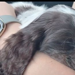 Boykin Spaniels and English Springer Spaniels from Ciblo Creek Spaniels