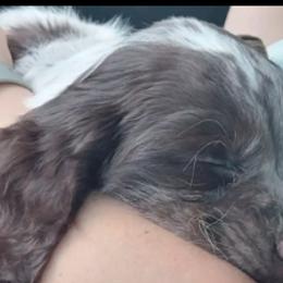 Boykin Spaniels and English Springer Spaniels from Ciblo Creek Spaniels