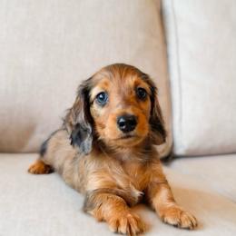 Rosie - Red female Dachshund puppy in Cape Coral, Florida from Dear Dachshunds