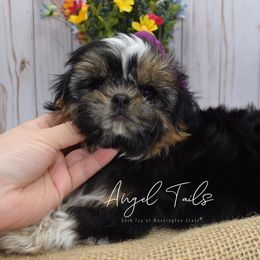 Shih Tzus from Angel Tails Shih Tzu of Washington State
