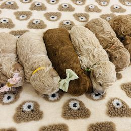 Goldendoodle puppies from Perdue Puppies