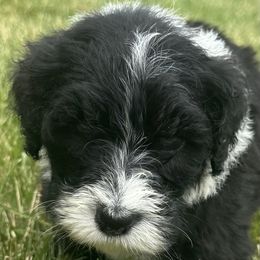 Boy 5 - male Sheepadoodle puppy in Howell, Michigan from Animal Crackers