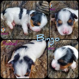 Yorkshire Terrier Puppies from Pixieland Yorkshire Terriers