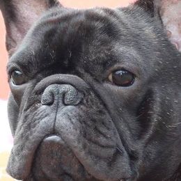 French Bulldogs from Dawn Oxford's Frenchies