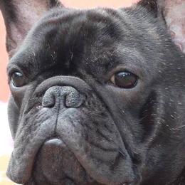 French Bulldogs from Dawn Oxford's Frenchies