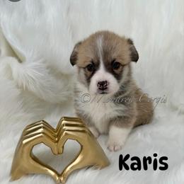 Karis - Sable female Pembroke Welsh Corgi puppy in Denver, Colorado from Monarch Corgis