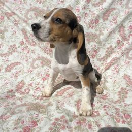 Girl two - Black and tan female Dachshund puppy in Galax, Virginia from Dells  Dachshund’s