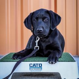 Labrador Retriever Puppies from Mid-Columbia Labradors
