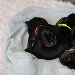 Pink - Black and rust female Doberman Pinscher puppy in Lynn, Michigan from Creekside Dobermans