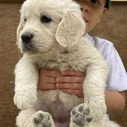 Golden Retriever Puppies from Risa’s Goldens