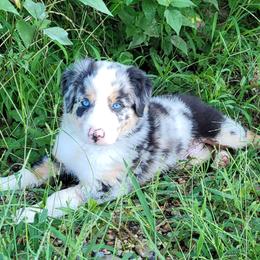Boy 4 River - Blue merle male Border Collie puppy in Morgan, Texas from Shooting Star Ranch