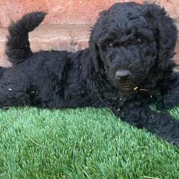 Poodles from Standard Poodles AZ