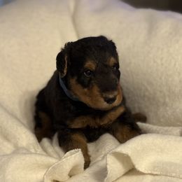 Andy - Black and tan male Airedale Terrier puppy in Thomasville, North Carolina from Beitzel Babies