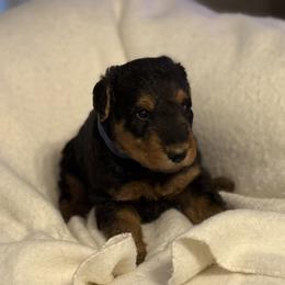 Andy - Black and tan male Airedale Terrier puppy in Thomasville, North Carolina from Beitzel Babies