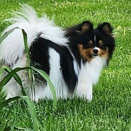 Emmy - Pomeranian