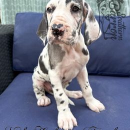 Vail - Harlequin female Great Dane puppy in Prairieville, Louisiana from Southern Barron Danes & Dachshunds
