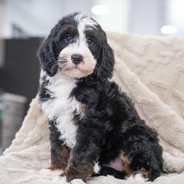 Hocus - Tri-color male Bernedoodle puppy in Dundee, Ohio from Down Home Doodle