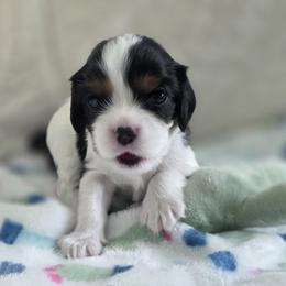 Booba - Tri-color male Cavalier King Charles Spaniel puppy in Miami, Florida from Tropical Cavaliers