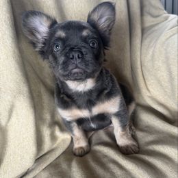 Lulu - Blue female French Bulldog puppy in Prineville, Oregon from Felicia's Frenchies