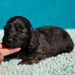 Buster - Brindle male Dachshund puppy in Lincoln, Arkansas from Red Dirt Dachshunds