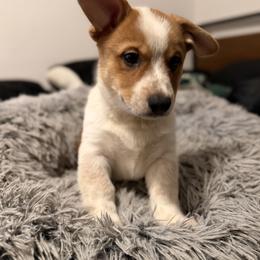 Serenity - Fawn male Companion Cross puppy in San Francisco, California from Stonewall Cowboy Corgis