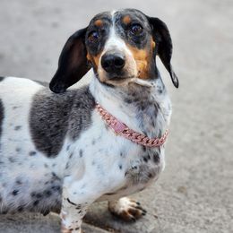 Maple - Dachshund
