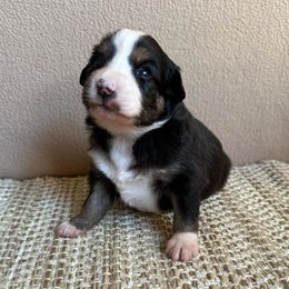 Miniature American Shepherds from Idyllwynd Miniature American Shepherds
