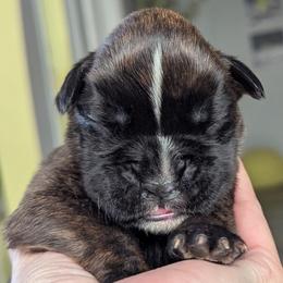 Co-Co - Brindle female Boxer puppy in Springfield, Missouri from ReMa Boxers