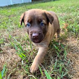 Merida - female Belgian Malinois puppy in Signal Mountain, Tennessee from Torgun Police Dogs