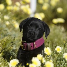 Flea - Labrador Retriever