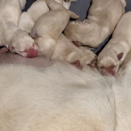 Girl 3 - Yellow female Labrador Retriever puppy in Marydel, Maryland from Andover Meadow Farm