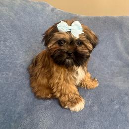 Truffle - Brindle female Shih Tzu puppy in Oak Park, California from Boodaboo Shih Tzu’s