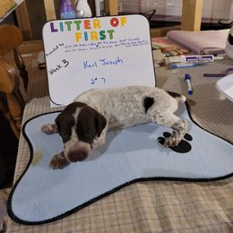 German Shorthaired Pointer Puppies from Donna Gambill
